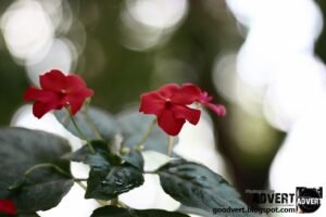 Bokeh: Memahami Seni di Balik Latar Belakang Blur yang Memukau