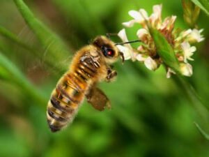 Mengubah Foto Hewan Kesayangan Menjadi Karya Seni: Panduan Lengkap dari Littlefreelenser.com
