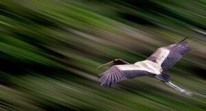 Panning: Mengungkap Gerak dalam Diam, Menguasai Teknik Fotografi yang Dinamis